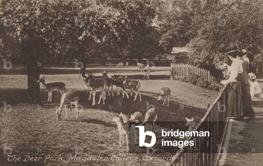 The Deer Park, Magdalen College, Oxford (b/w photo)