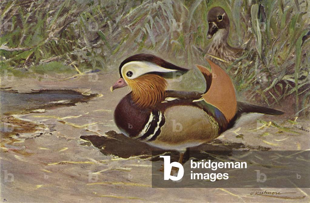 Mandarin Duck (colour litho)