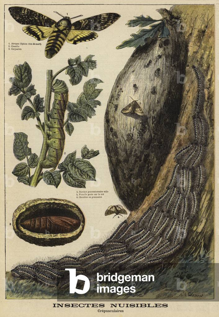Harmful insects: Death's Head Hawkmoth (colour litho)