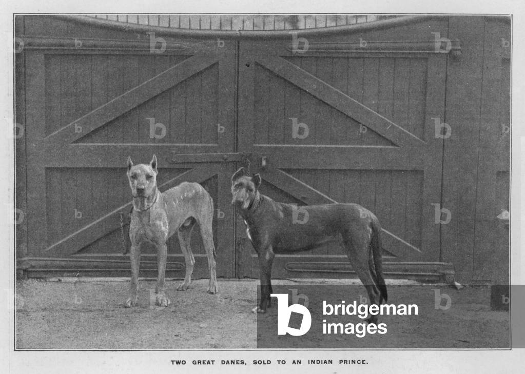 Whiteley's Farms: Two Great Danes, sold to an Indian Prince (b/w photo)