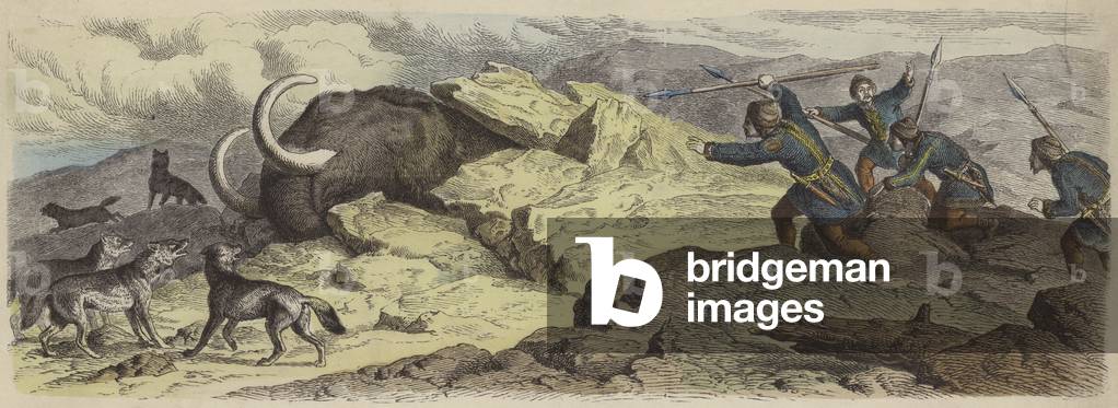 Discovery of the body of a woolly mammoth in Siberia (coloured engraving)
