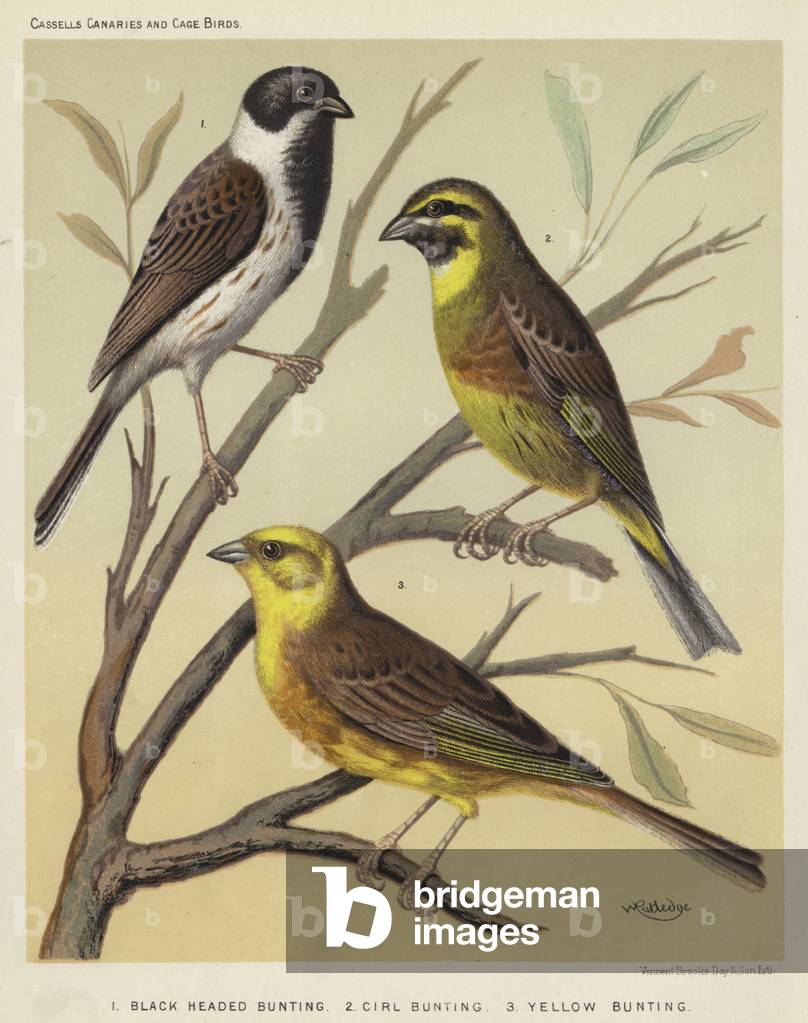 Black Headed Bunting, Cirl Bunting, Yellow Bunting (colour litho)