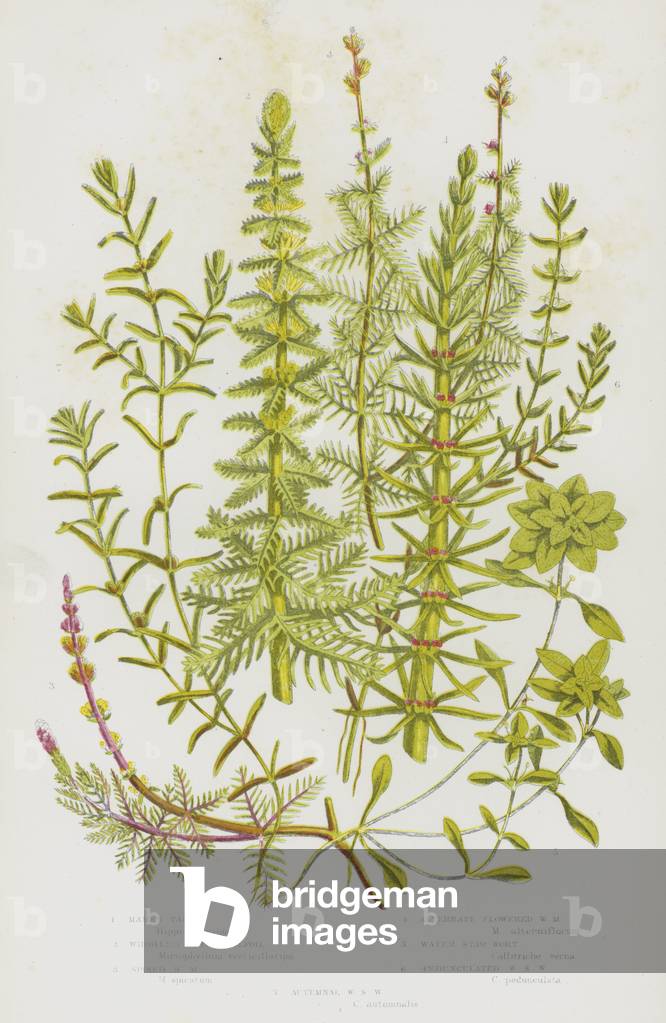 The Flowering Plants of Great Britain, c.1880 (litho)