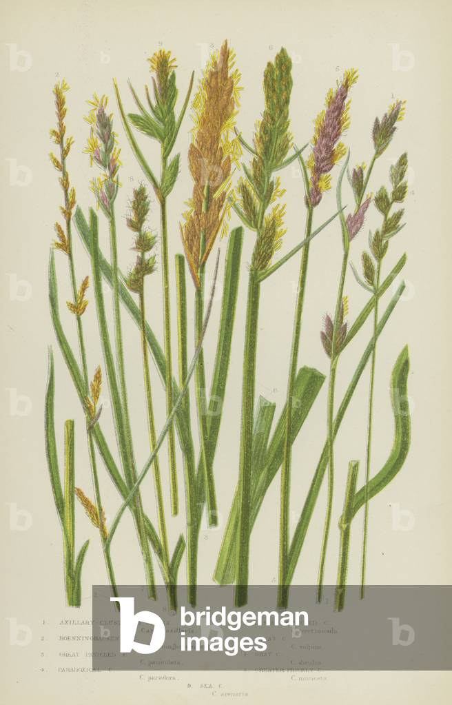 Axillary-Clustered Carex, Boenninghausen's Carex, Great Panicled Carex, Paradoxical Carex  (colour litho)