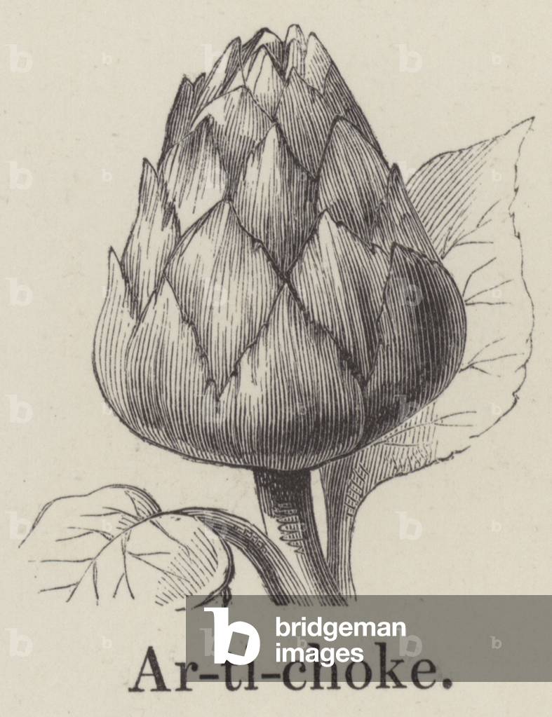 Artichoke (engraving)