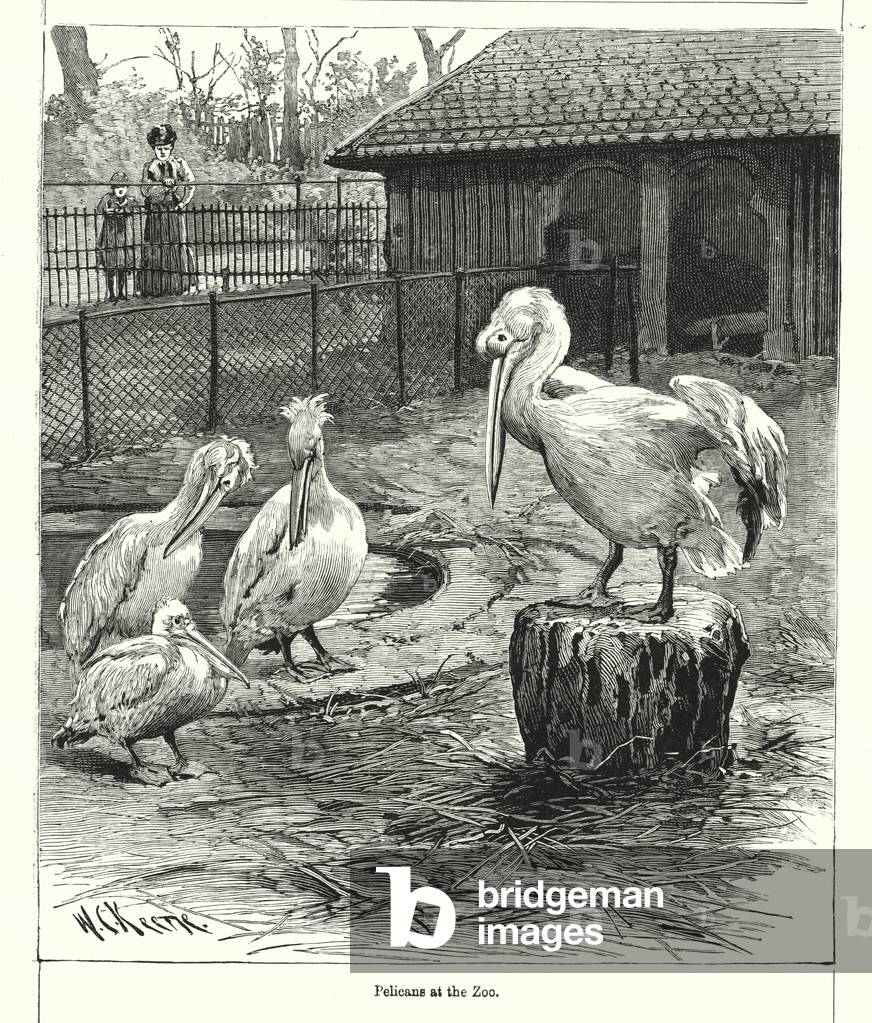 Pelicans at the Zoo (engraving)