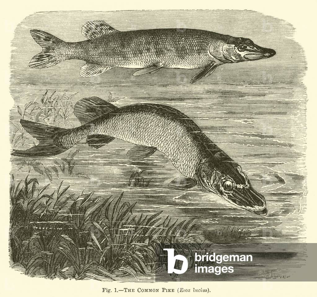 The Common Pike, Esox lucius (engraving)