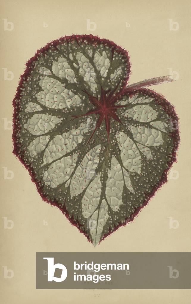 Begonia Rex, Variety Nebulosa (chromolitho)