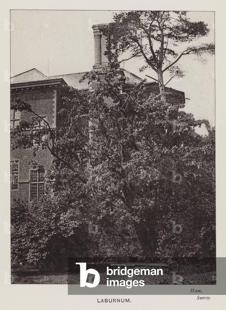 British Trees: Laburnum, Ham, Surrey (b/w photo)