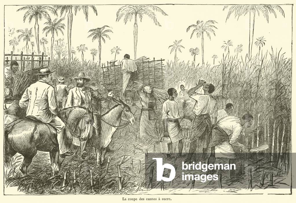 La coupe des cannes a sucre (engraving)
