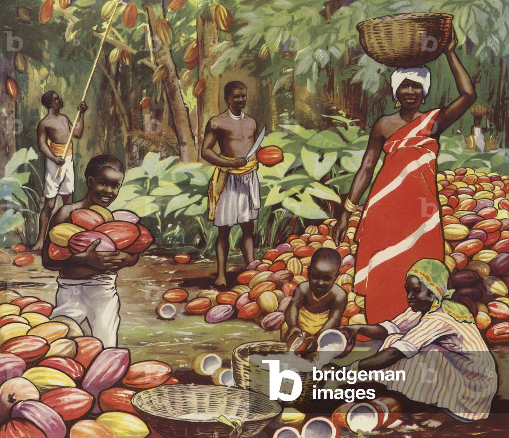 Harvesting coconuts (colour litho)