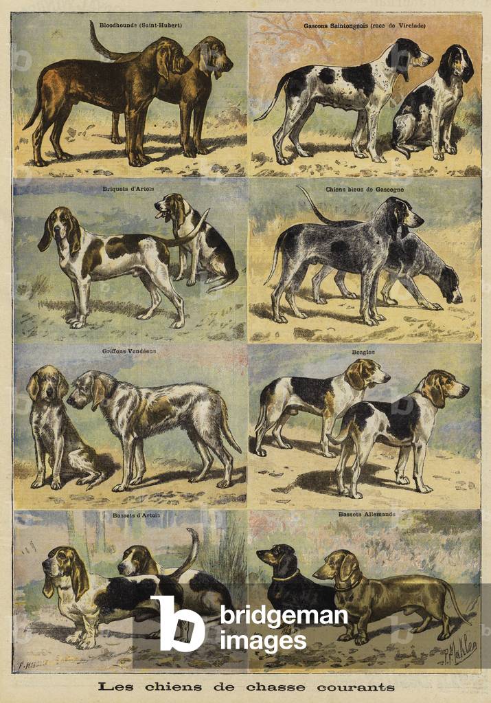 Gun dogs (colour litho)