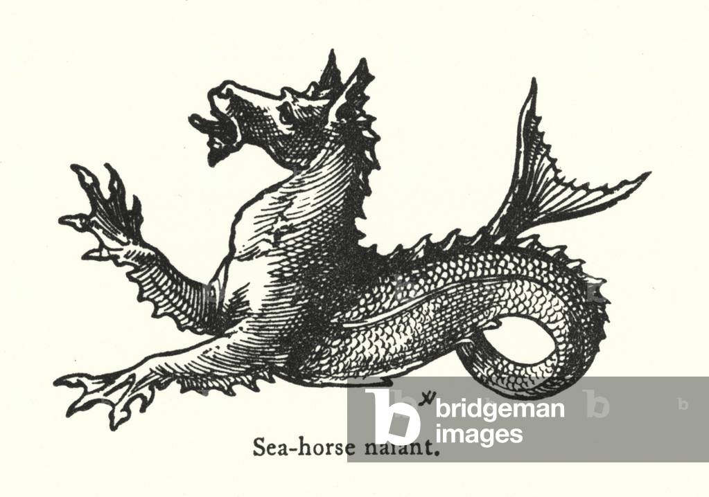 Sea-horse naiant (engraving)