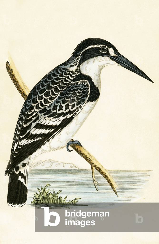 "Schwarzer und weißer Eisvogel", 19. Jahrhundert von English School