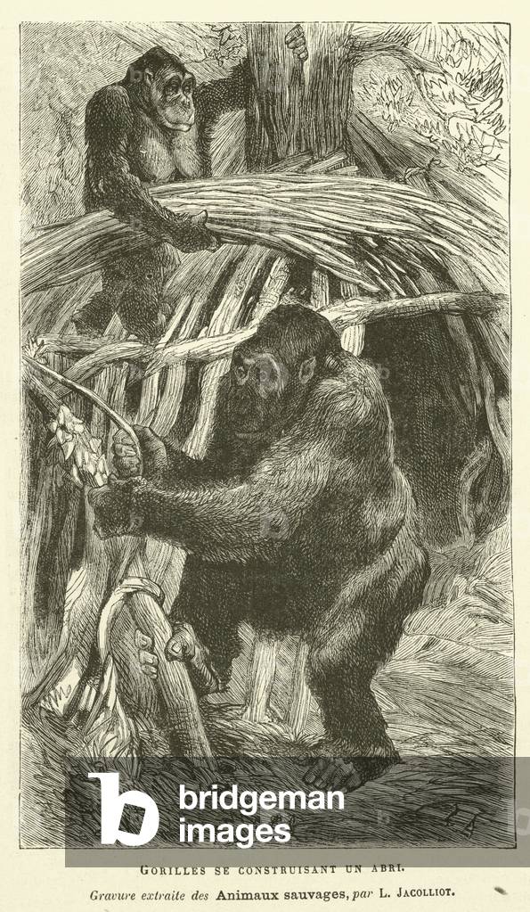 Gorilles Se Construisant Un Abri (engraving)
