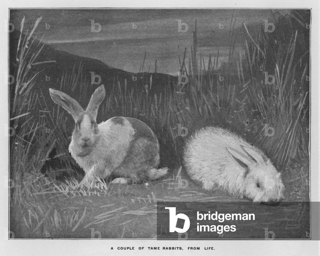 Whiteley's Farms: A couple of tame rabbits, from life (b/w photo)