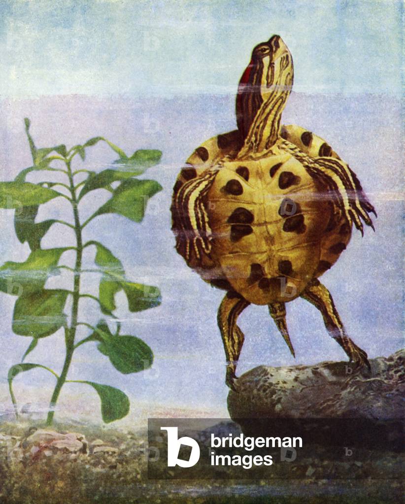 Terrapin (colour litho)