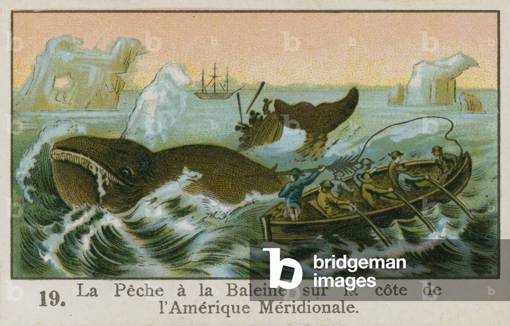 Whaling off the coast of South America (chromolitho)