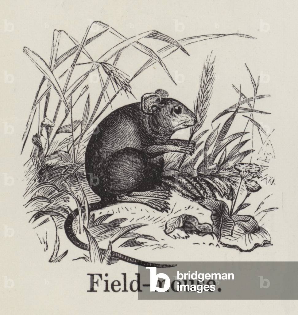 Field mouse (engraving)