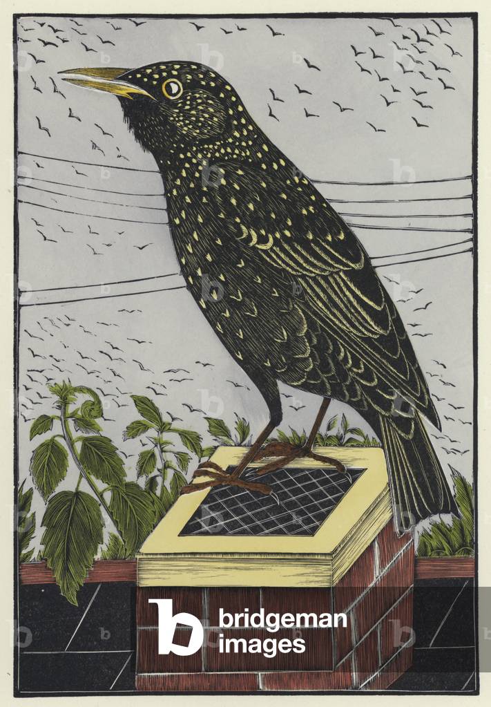 Starling (coloured engraving)