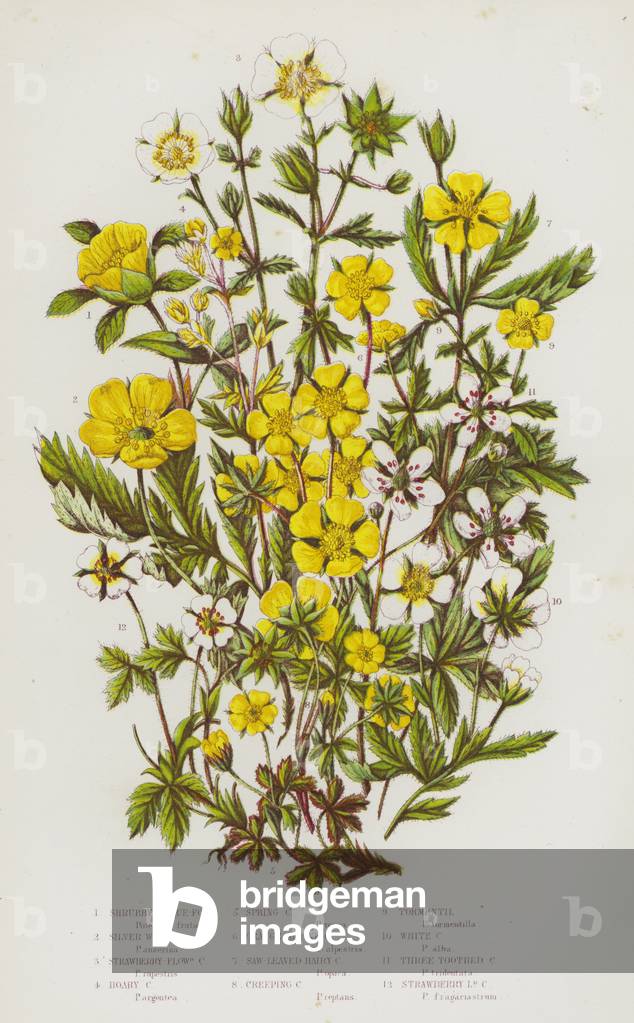 The Flowering Plants of Great Britain, c.1880 (litho)