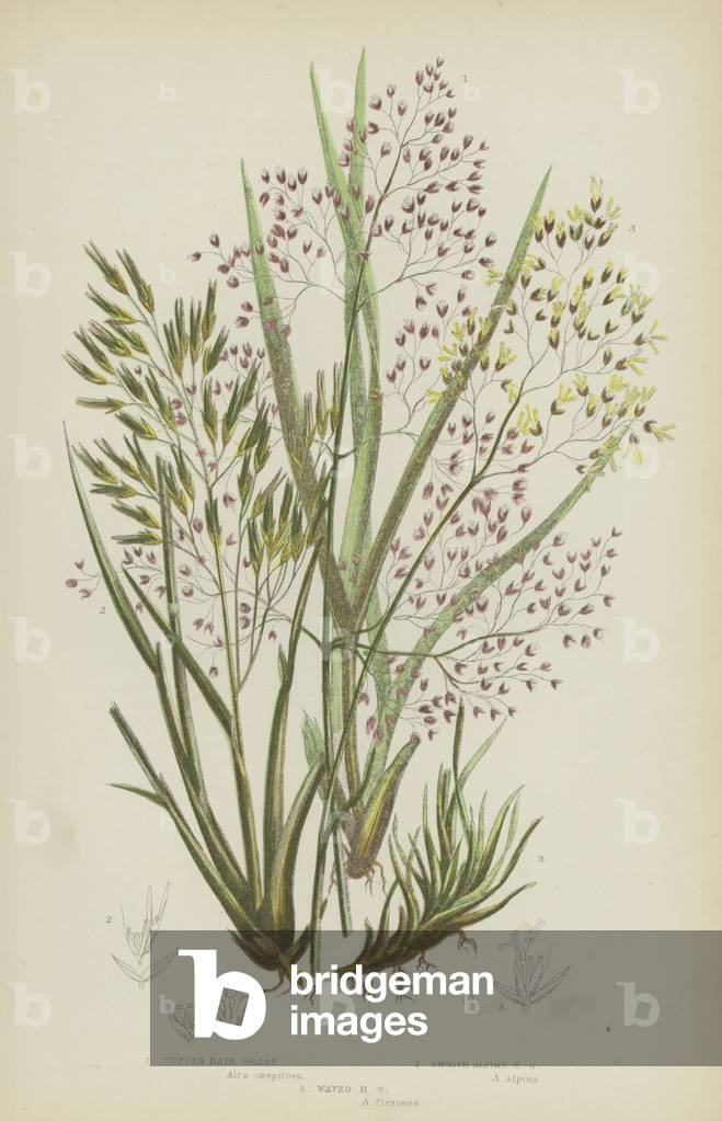 Tufted Hair Grass, Smooth Alpine Hair Grass, Waved Hair Grass (colour litho)