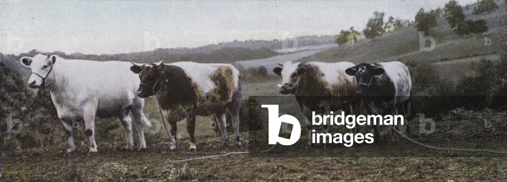 Oregon: Prize Fatted Stock (photo)