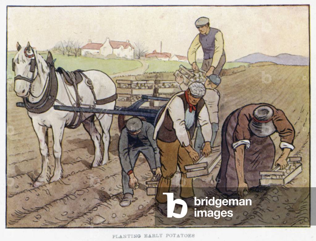 Planting Early Potatoes (colour litho)
