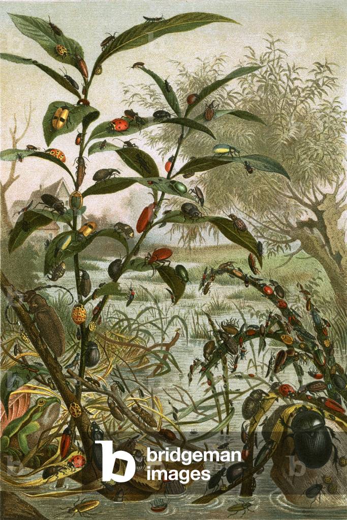 Beetles in a flood