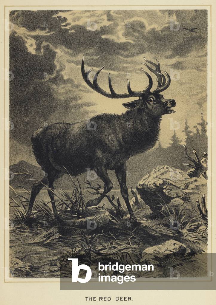 The Red Deer (colour litho)