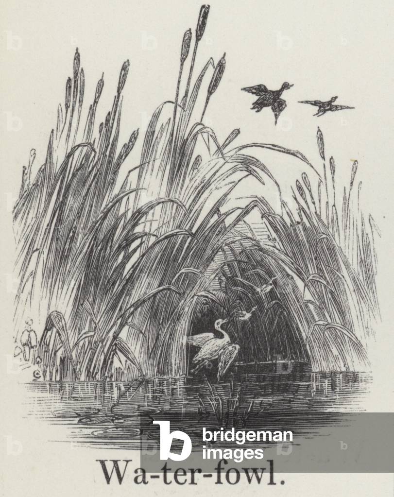 Waterfowl (engraving)