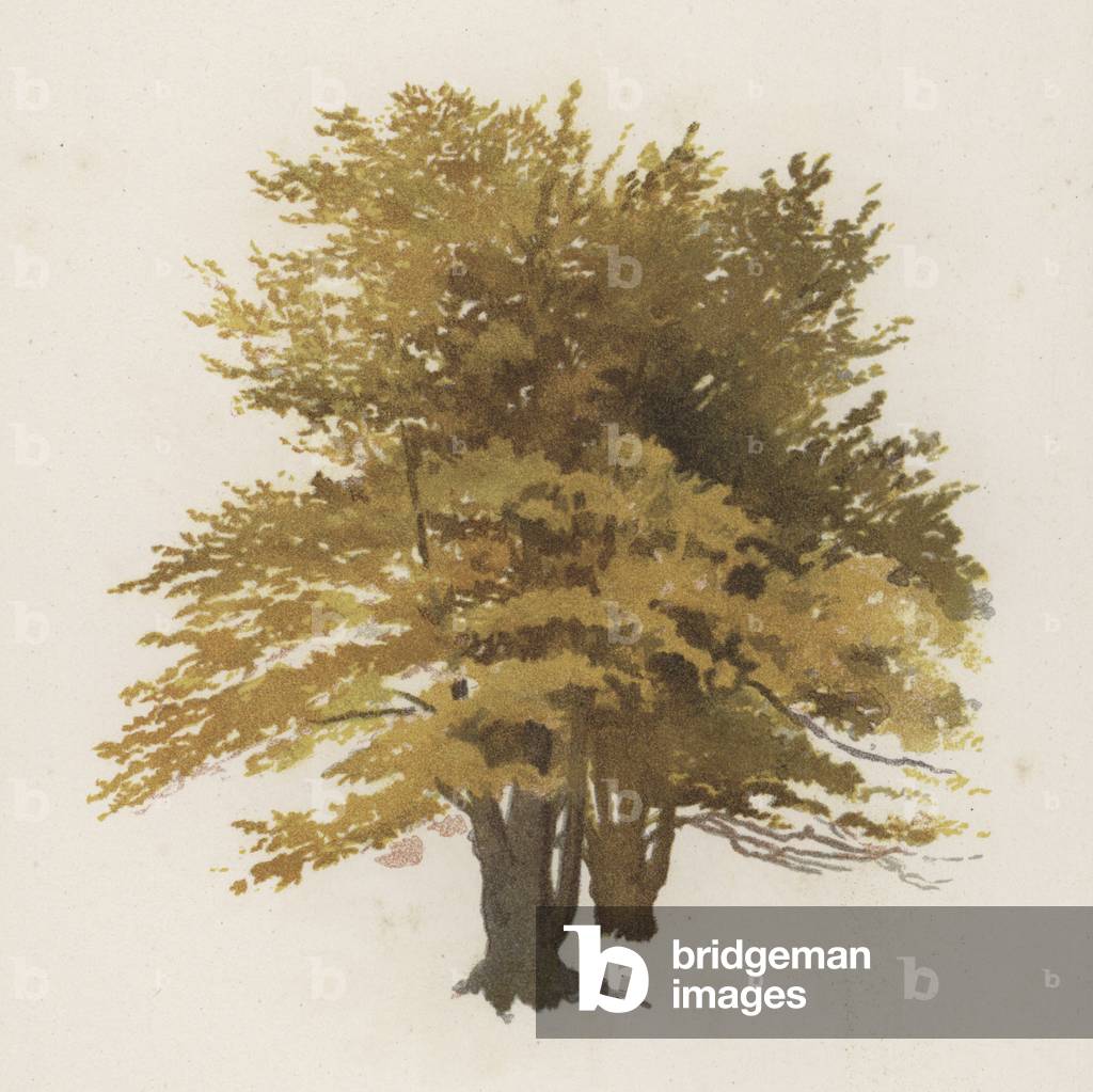 Trees: The Beech (colour litho)