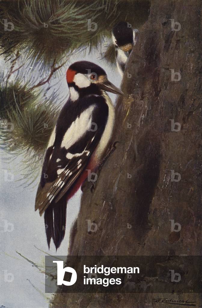 Spotted Woodpecker (colour litho)