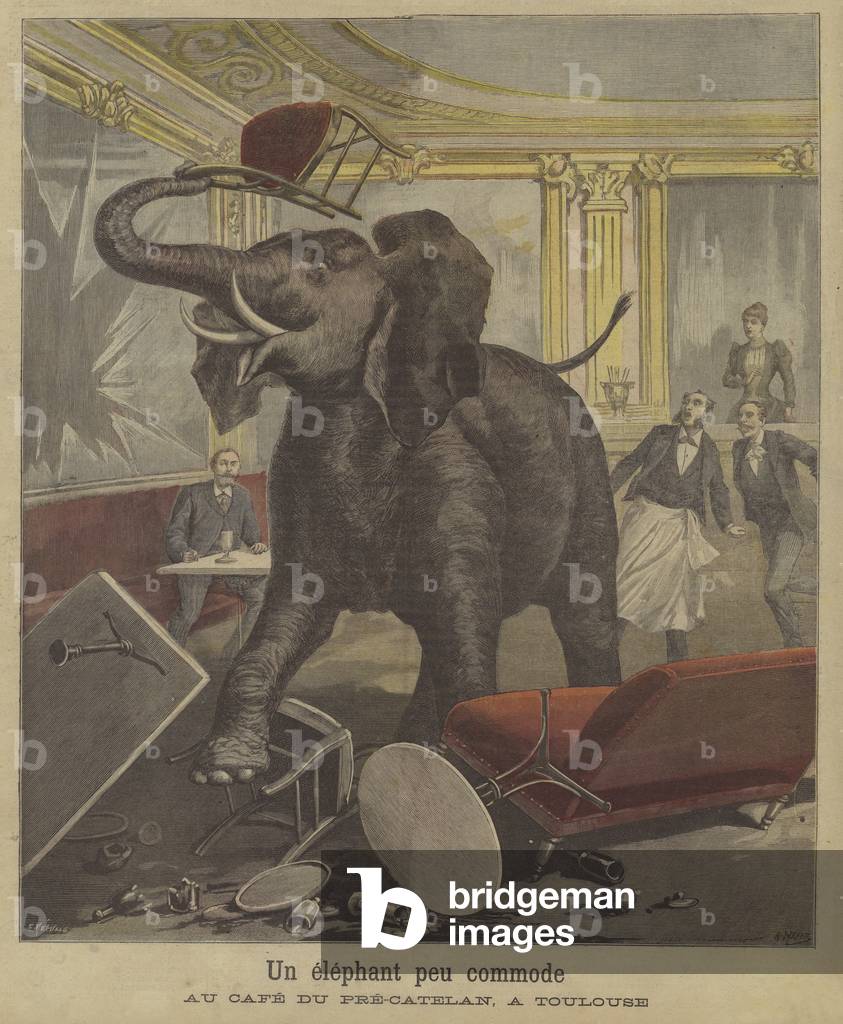An elephant on the rampage in a Toulouse cafe (colour litho)