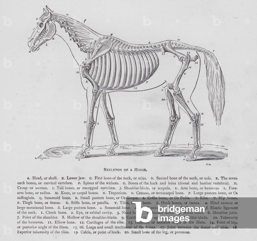 Skeleton of a Horse (engraving)
