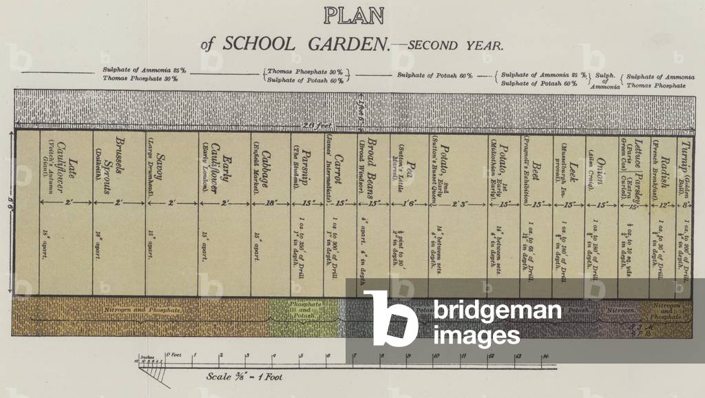 Plan of School Garden, second year (colour litho)