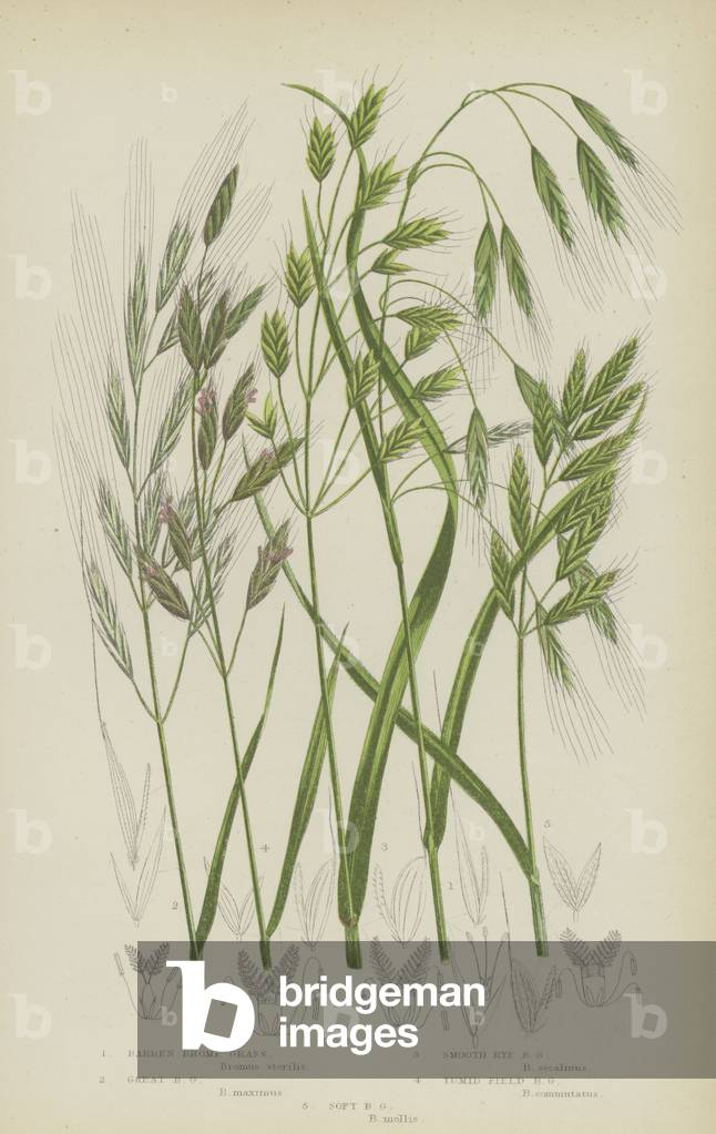Barren Brome Grass, Great Brome Grass, Smooth Rye Brome Grass, Tumid Field Brome Grass, Soft Brome Grass (colour litho)