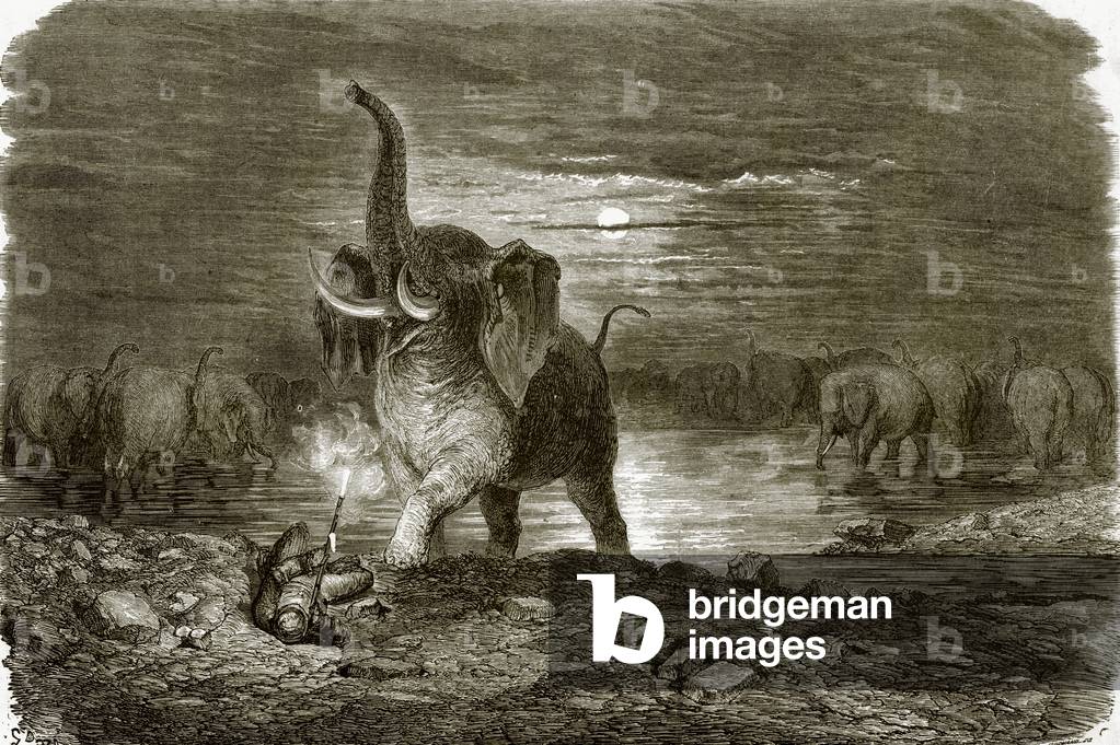 Hunter and elephant