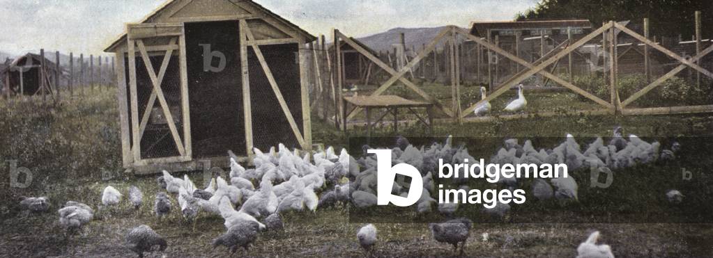 Oregon: Poultry Raising (photo)
