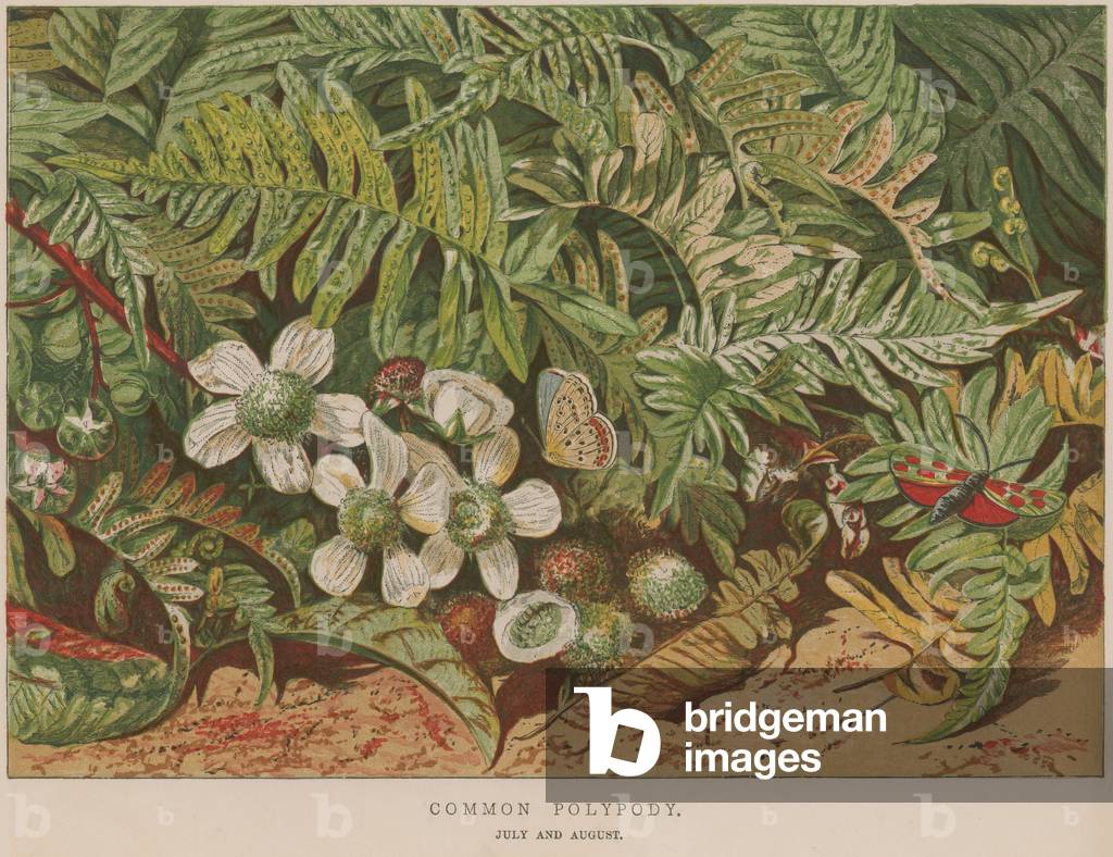 Common Polypody (coloured engraving)
