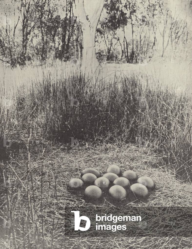 An Emu's Nest (b/w photo)