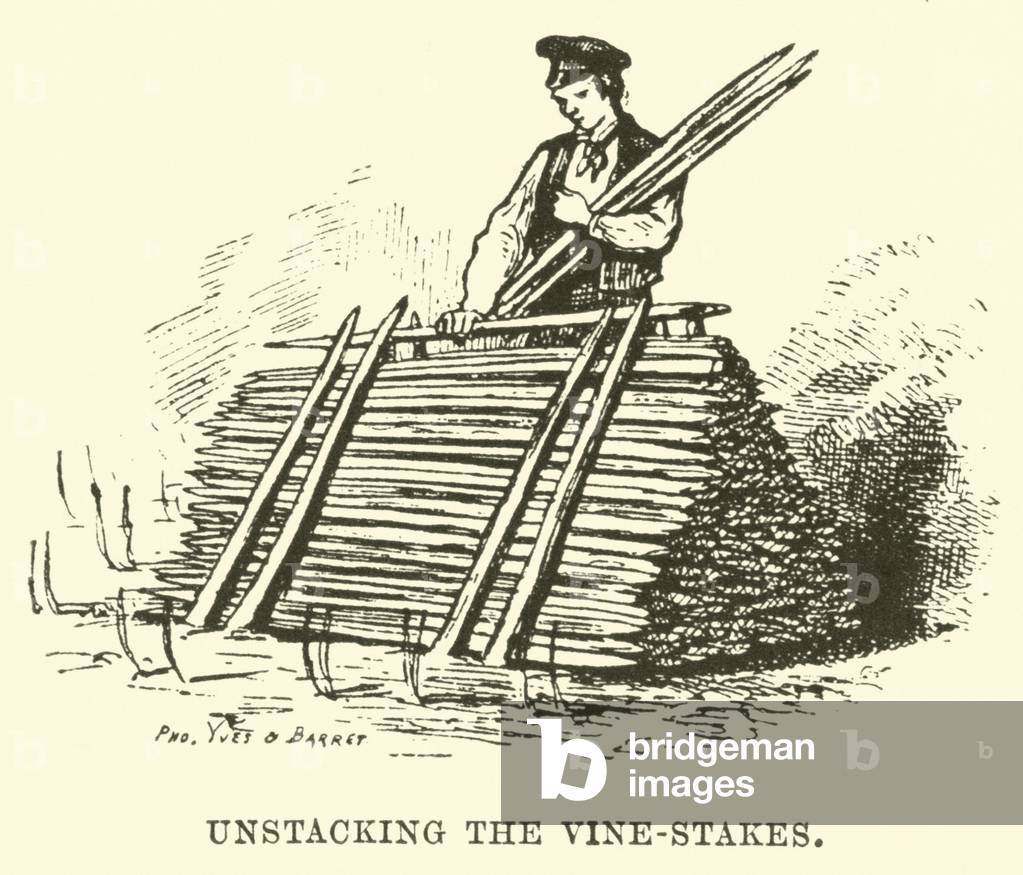 Unstacking the Vine-Stakes (engraving)