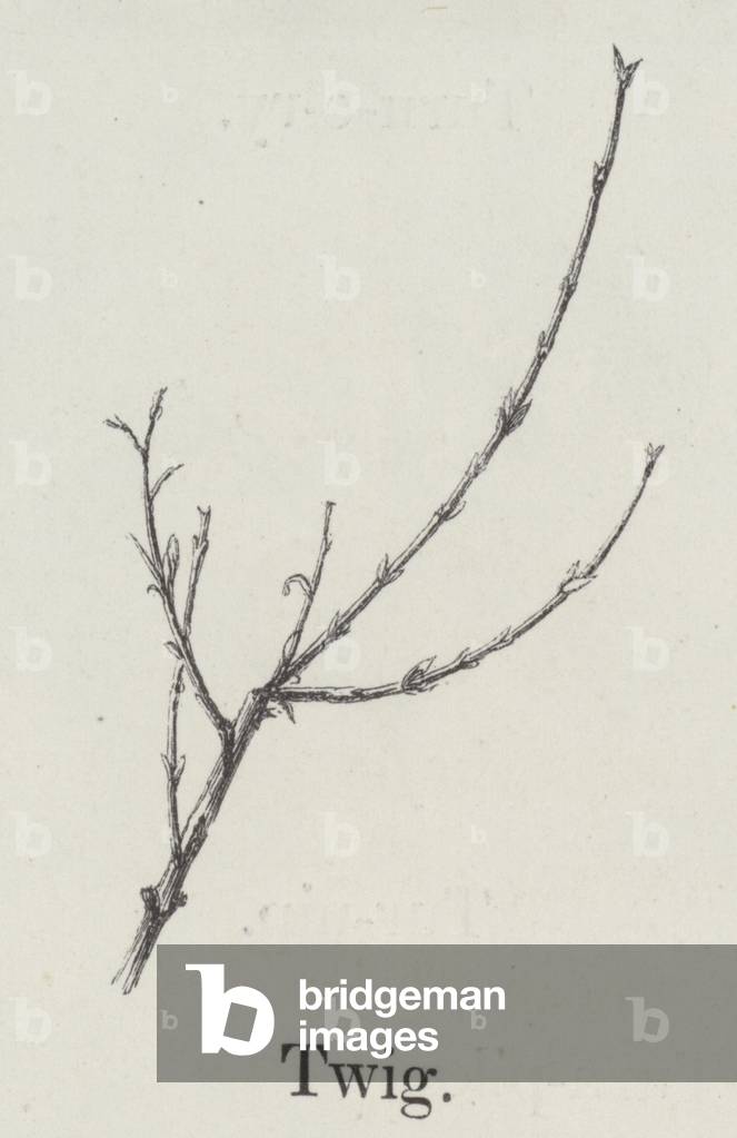 Twig (engraving)