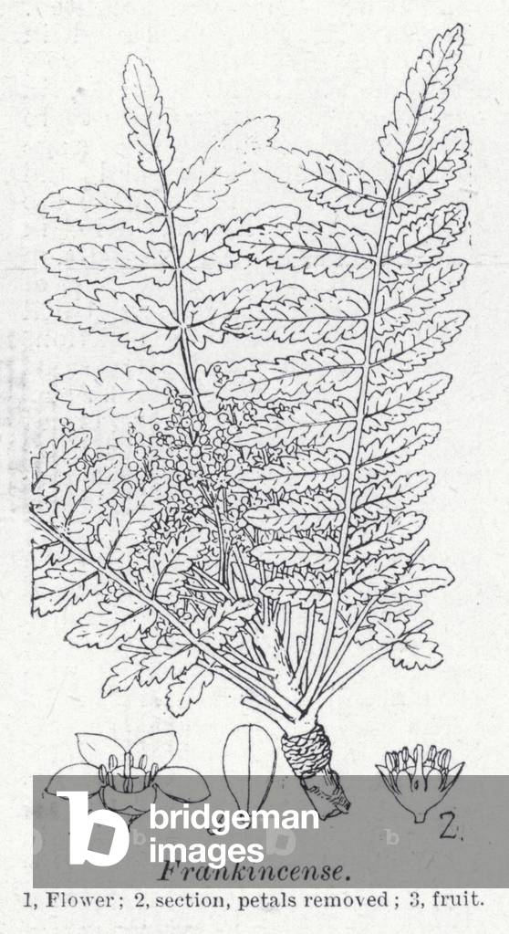 Frankincense (litho)