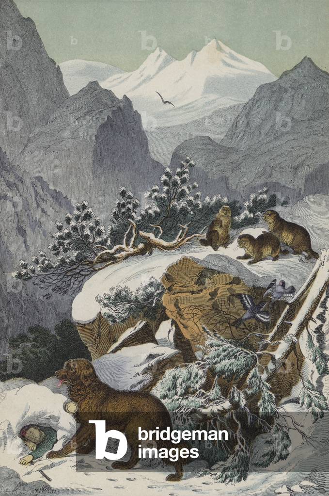 Animals and plants of the Alps (colour litho)