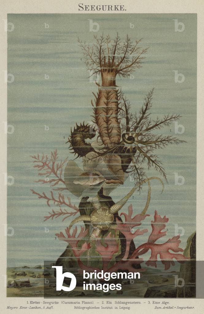 Sea cucumber (colour litho)