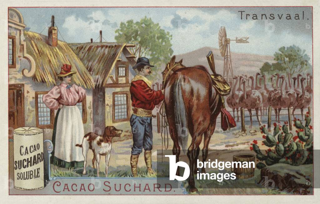 Ostrich farm, Transvaal (chromolitho)