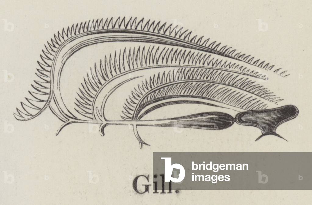 Gill (engraving)