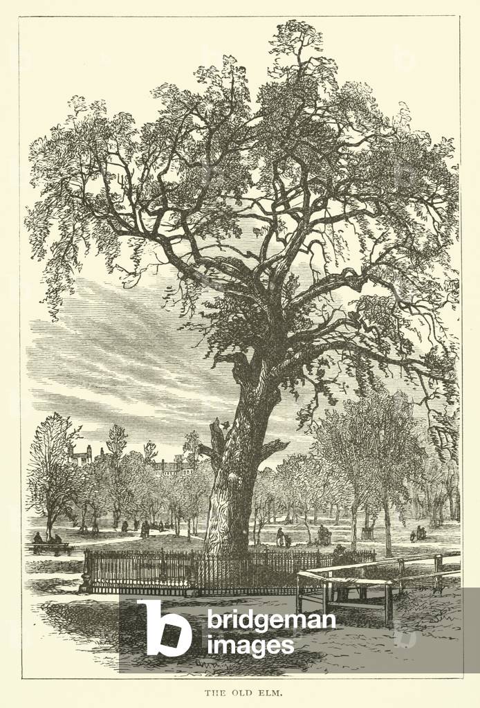 The Old Elm, Boston Common, Boston, Massachusetts (engraving)