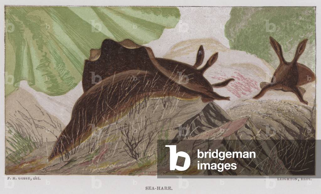 Sea-Hare (colour litho)